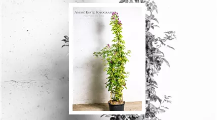 Containerrose C4J 4jährig aufgebunden André Kirtz Bild 001.png