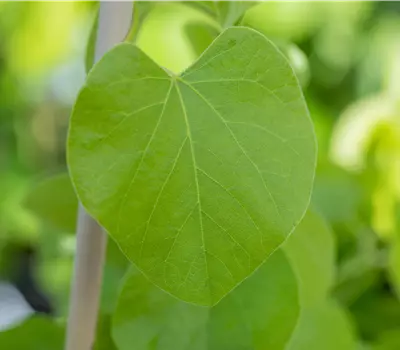 Aristolochia macrophylla