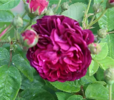 Rosa (Centifolia) 'Ombrée Parfaite'