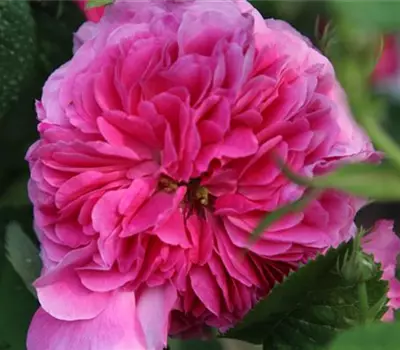 Rosa (Gallica) 'Assemblage des Beautés'