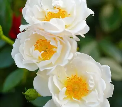 Rosa (Bodendeckerrose) 'Bienenweide® Weiss'