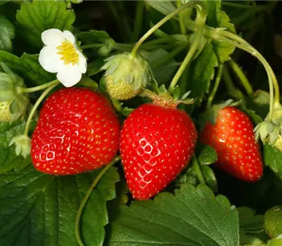 Fragaria (Erdbeere) Timmy Topferdbeere