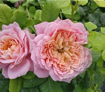 Rosa (Strauchrose) 'Maëlle'