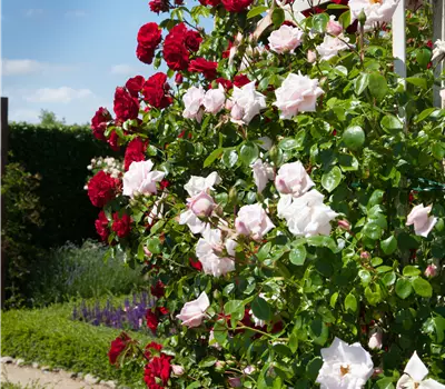 Rosa (Kletterrose) 'Kew Rambler'