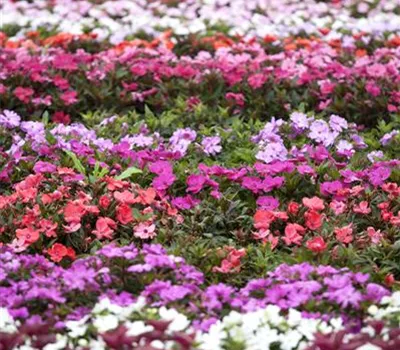 Begonien – tropische Blütenpracht in Haus und Garten