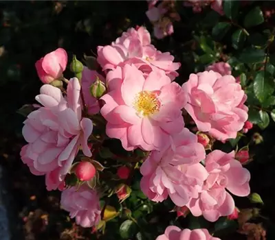 Rosa (Bodendeckerrose) 'Satina'®