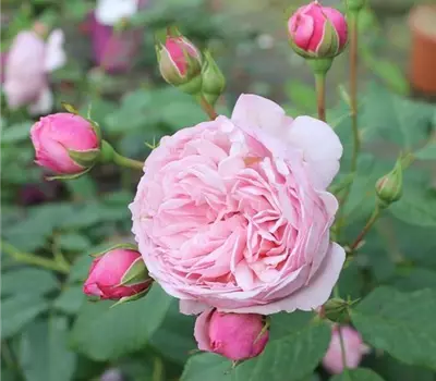 Rosa (Floribundarose) 'Divina'®