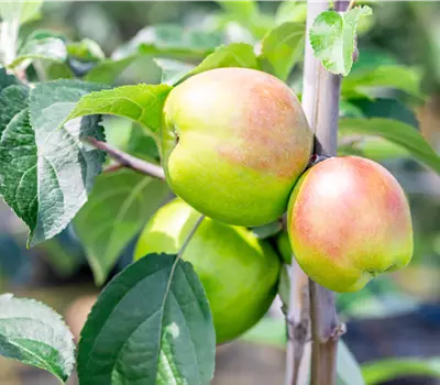 Malus (Apfel) 'Gravensteiner'