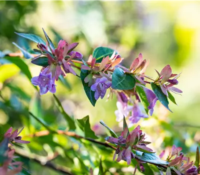Abelia grandiflora 'Edward Goucher'