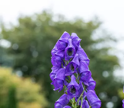 Aconitum carmichaelii 'Arendsii'
