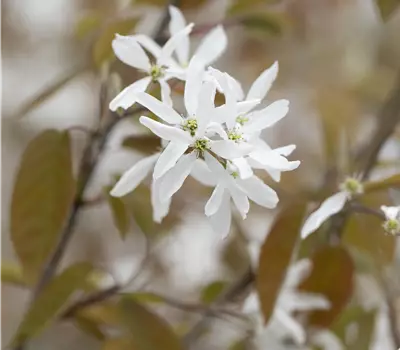 Amelanchier laevis 'Ballerina'