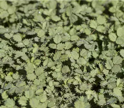 Acaena buchananii