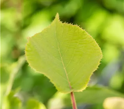 Actinidia deliciosa 'Hayward'