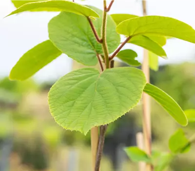 Actinidia deliciosa 'Matua'