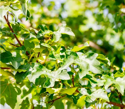 Acer campestre 'Elsrijk'