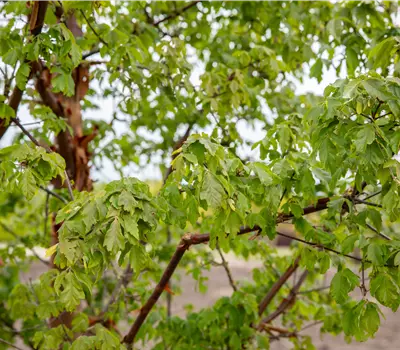 Acer griseum
