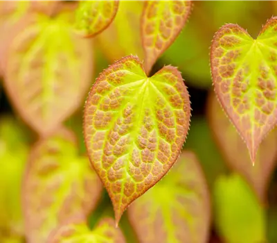 Epimedium versicolor (x) 'Sulphureum'