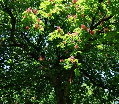 Aesculus carnea (x) 'Briotii'
