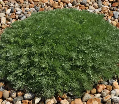 Artemisia schmidtiana 'Nana'