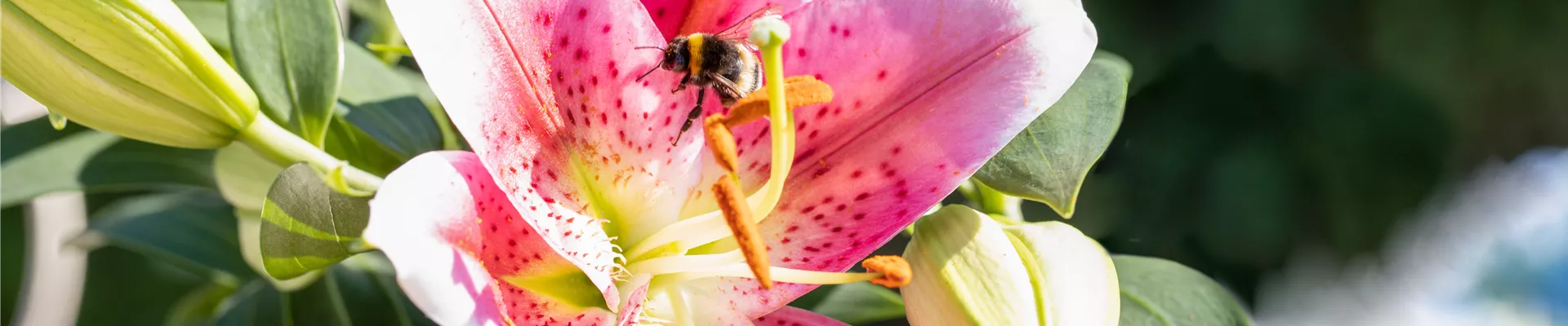 Lilium Oriental, rosa-weiss