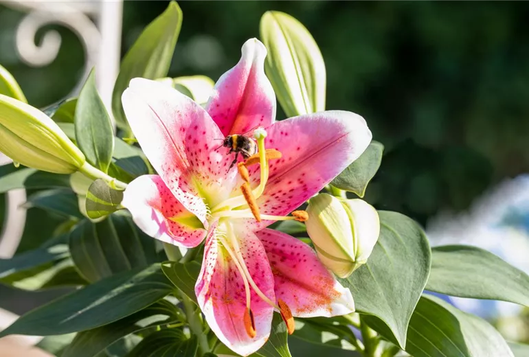 Lilium Oriental, rosa-weiss
