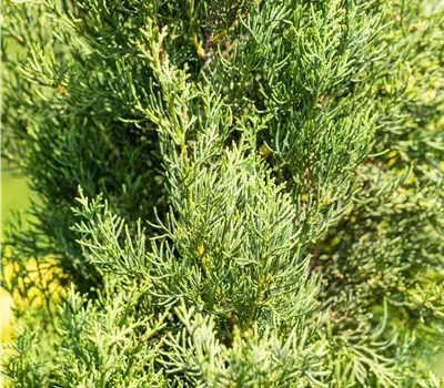 Cupressus sempervirens 'Pyramidalis'