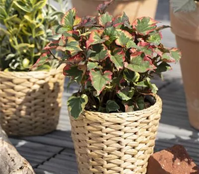 Houttuynia cordata 'Chameleon'
