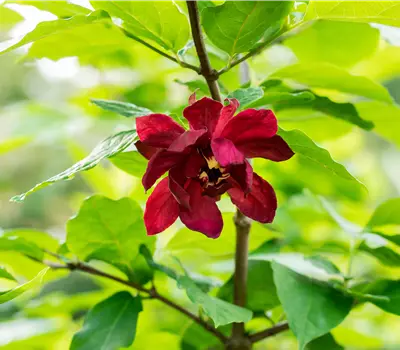 Calycanthus floridus