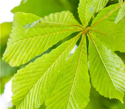 Aesculus hippocastanum 'Baumannii'