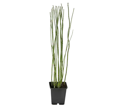 Equisetum hyemale