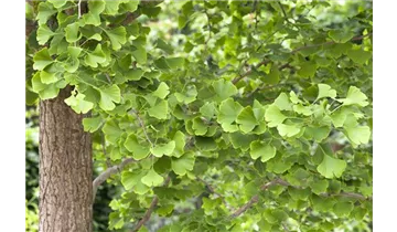 Ginkgobaum