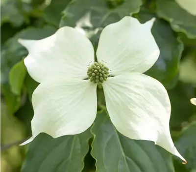 Cornus 'Venus'