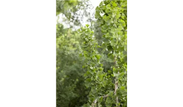 Ginkgobaum