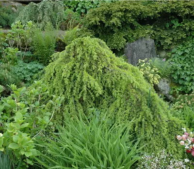 Cedrus deodara 'Pendula'