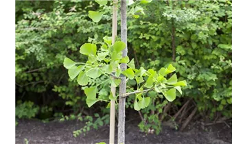 Ginkgobaum