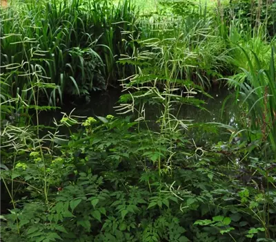 Aruncus dioicus