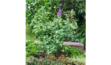 Ginkgobaum