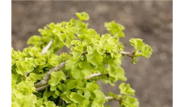 Ginkgobaum