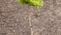 Ginkgobaum