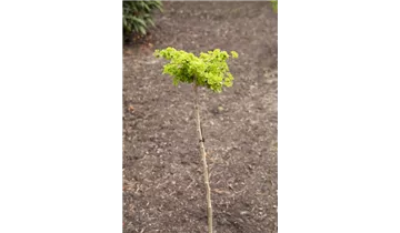Ginkgobaum