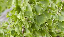 Ginkgobaum