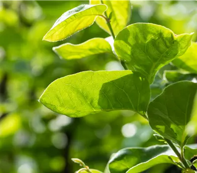 Cydonia (Quitte) 'Cydora Robusta'