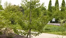 Ginkgobaum