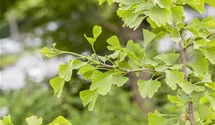 Ginkgobaum