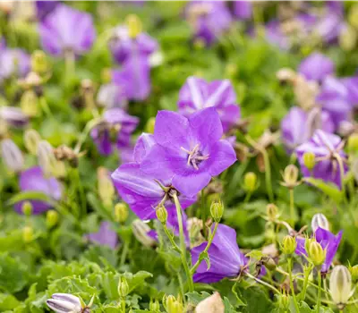 Campanula carpatica 'Blaue Clips'