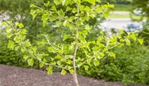 Ginkgobaum