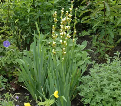 Asphodeline lutea