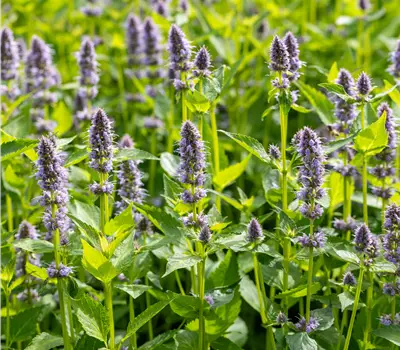 Agastache 'Blue Fortune'