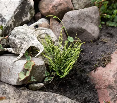 Asplenium trichomanes