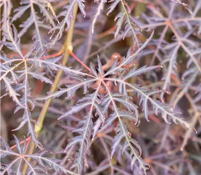 Acer palmatum 'Inaba-shidare'